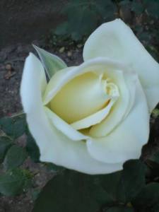 rosa bianca da Adam